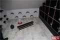 holubnik mestsky _foto QAP (1)