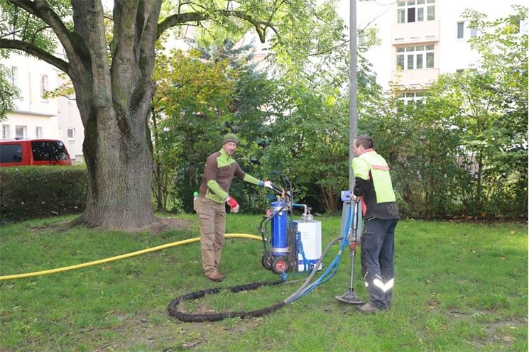 ošetření jasanu na Slovanech_1024_MO2 (2)