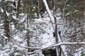 záchrana psa Alžbětín_1124_HZSPK (3)
