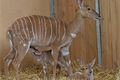 nyala-nížinná-Tragelaphus-angasii-19-11-2024-km (10)-mini