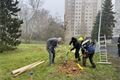 20241127_vysadba_zluticka (8)