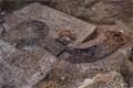 archeologické nálezy obchvat Přeštic_1224_Milan Janoch (8)