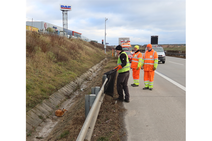 liška D5_0125_DESOP2