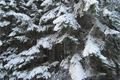 Žeeznorudsko _Šumava QAP (3)