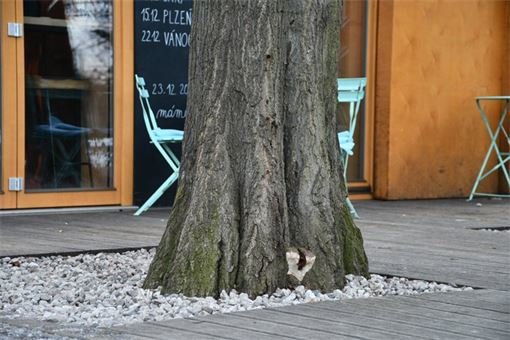 Lesopark Homolka kácení_0225_město Plzeň (1)