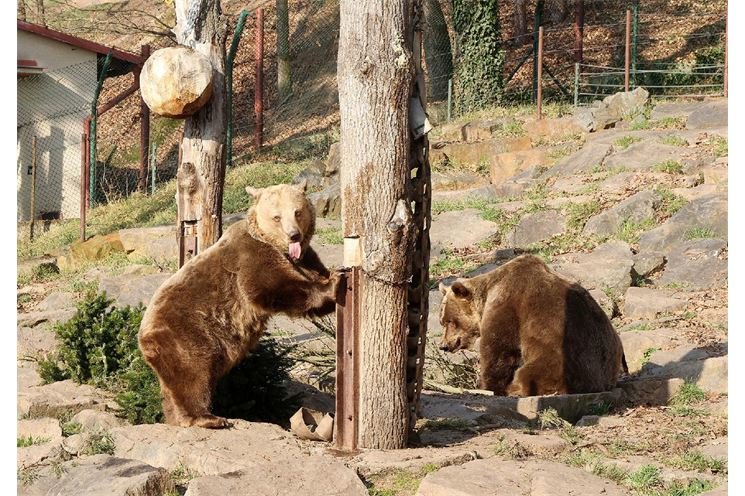 v zoo se porbudili medvědi_0325_K Misíková (1)