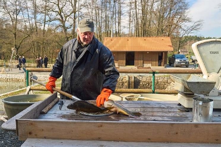 U Košináře začne velikonoční prodej ryb