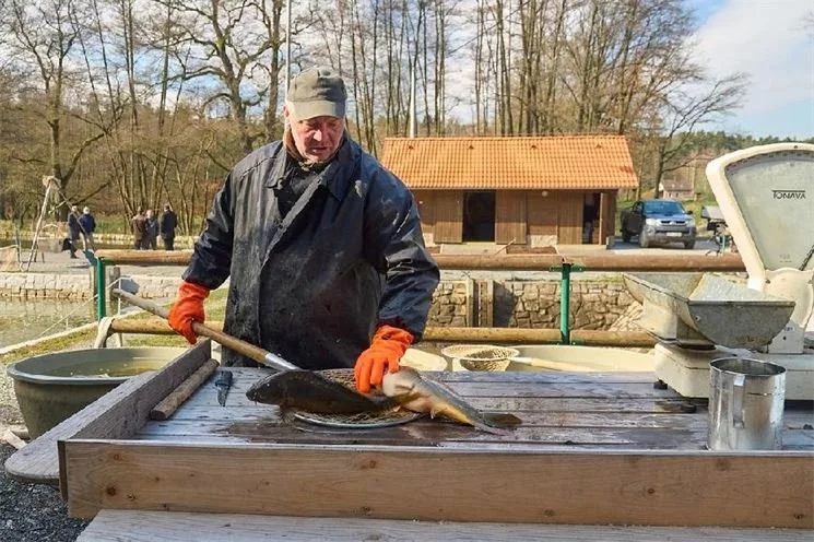 U Košináře začne velikonoční prodej ryb U Košináře začne velikonoční prodej ryb