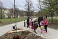 sázení stromu náměstí Míru_0425_MO3 (4)