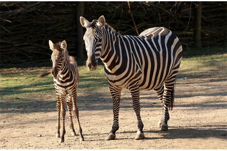 zebra-bezhřívá-Equus-quagga-borensis-4-4-2025-km (27)-mini zebra-bezhřívá-Equus-quagga-borensis-4-4-2025-km (27)-mini