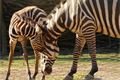zebra-bezhřívá-Equus-quagga-borensis-4-4-2025-km (75)-mini