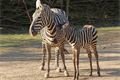 zebra-bezhriva-Equus-quagga-borensis-4-4-2025-km (359)-upr