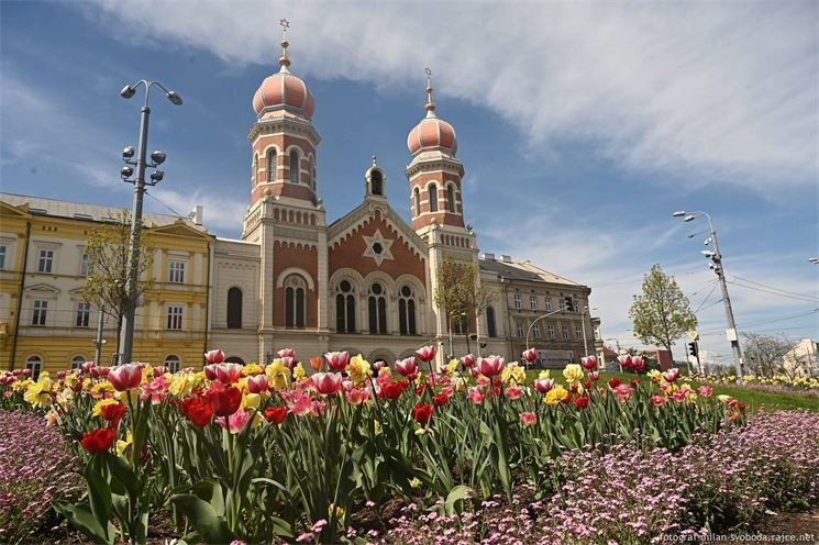 Tulipány zaplavily Plzeň_M. Svoboda (3)