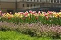 Tulipány zaplavily Plzeň_M. Svoboda (2)