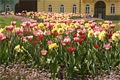 Tulipány zaplavily Plzeň_M. Svoboda (4)