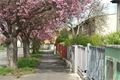 Tulipány zaplavily Plzeň_M. Svoboda (10)