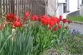 Tulipány zaplavily Plzeň_M. Svoboda (13)