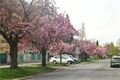 Tulipány zaplavily Plzeň_M. Svoboda (15)