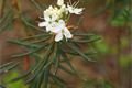 P5137902_Ledum palustre