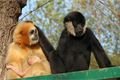 Plzeňská zoo slaví nový přírůstek_0525_K (1)
