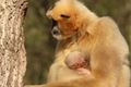 Plzeňská zoo slaví nový přírůstek_0525_K (3)