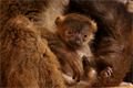 lemur-běločelý-Eulemur-albifrons-15-5-2025-km (49)-mini