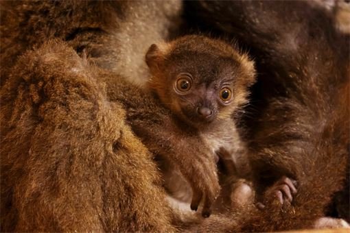 lemur-běločelý-Eulemur-albifrons-15-5-2025-km (49)-mini lemur-běločelý-Eulemur-albifrons-15-5-2025-km (49)-mini