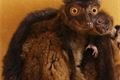 lemur-běločelý-Eulemur-albifrons-15-5-2025-km (45)-mini