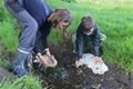 Záchrana kachny divoké s mláďaty_0525_DESOP (1)