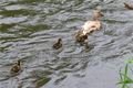 Záchrana kachny divoké s mláďaty_0525_DESOP (3)