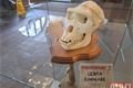 Afrika_mázhauz radnice_0525_QAP (9)