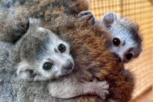 lemur korunkatý_mláďata_0725_zoo plzeň
