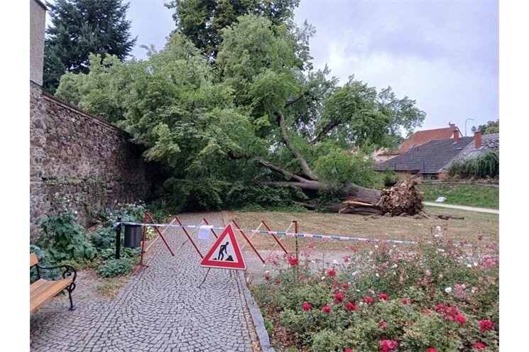 padlá lípa Domažlice_0725_město Domažlice (4)