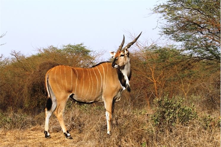 antilopa derbyho antilopa derbyho