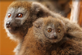 lemur rákosový_0725_K. Misíková (1)