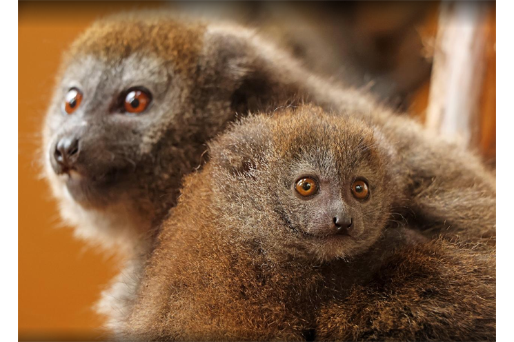 lemur rákosový_0725_K. Misíková (1)