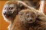 lemur rákosový_0725_K. Misíková (1)