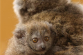 lemur rákosový_0725_K. Misíková (3)