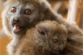 lemur rákosový_0725_K. Misíková (2)