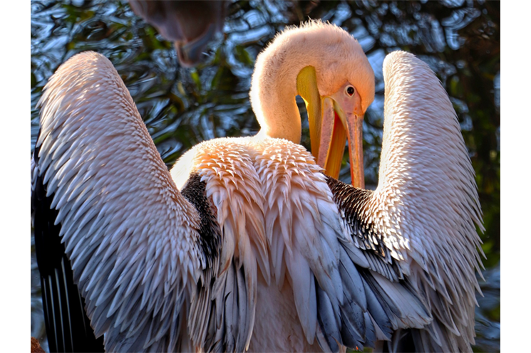 uprchlý pelikán_0725_zoo Plzeň uprchlý pelikán_0725_zoo Plzeň