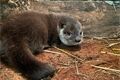 mláďata vydry říční_0825_zoo Plzeň 