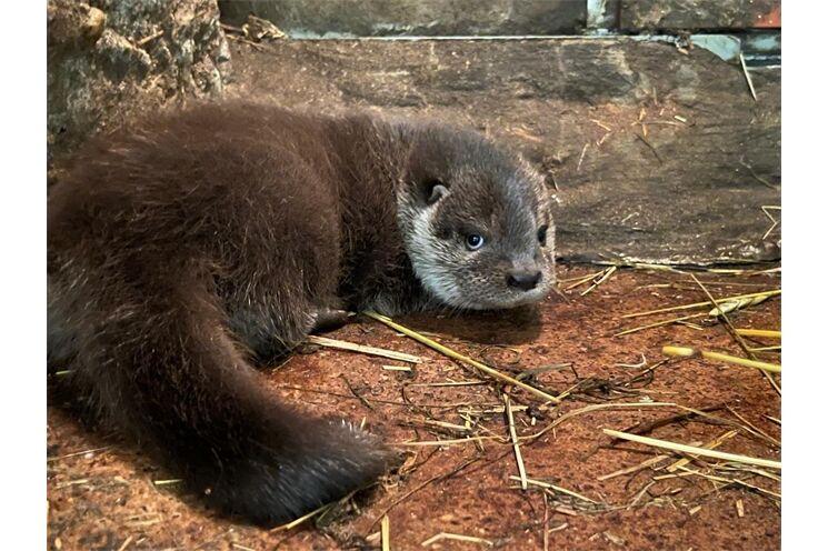 mláďata vydry říční_0825_zoo Plzeň 