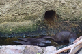 mláďata vydry říční_0825_zoo Plzeň 