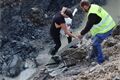 Záchranáři pomohli labuti z výkopu v centru Plzně_0825_DESOP (1)