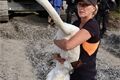 Záchranáři pomohli labuti z výkopu v centru Plzně_0825_DESOP (6)