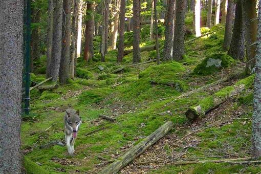 uprchly_vlk_0825_NP Šumava