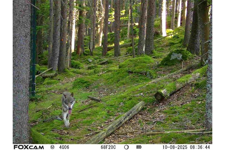 uprchly_vlk_0825_NP Šumava