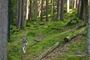uprchly_vlk_0825_NP Šumava