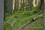 uprchly_vlk_0825_NP Šumava