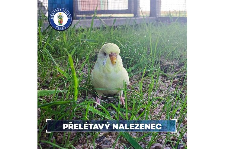 Strážníci v Plzni pomohli vyčerpané andulce_0825_MPP Strážníci v Plzni pomohli vyčerpané andulce_0825_MPP